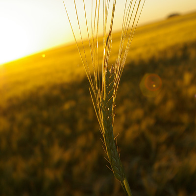 girodat seeds grain