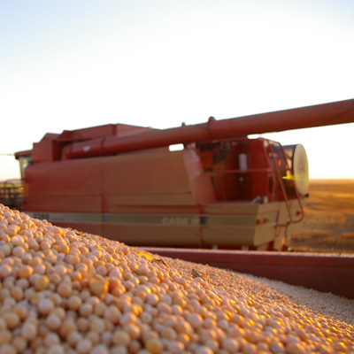 girodat seeds peas