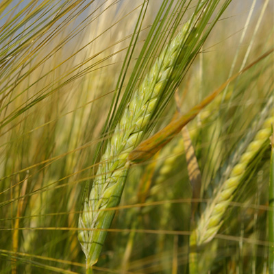 girodat seeds grain